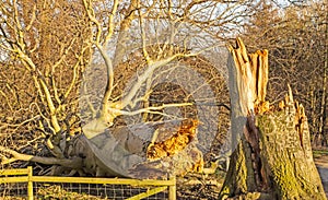 A tree stump and fallen tree