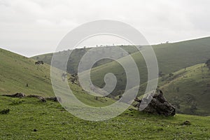 Tree Stump of Farmland, Fleurieu Peninsula, South Australia