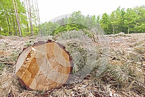 Tree stump on felled forest.