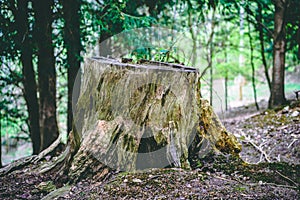 Tree Stump in Forest Close up with foliage
