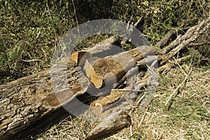 Tree stump in the forest.