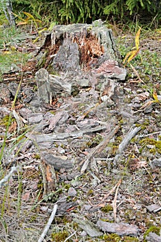 Tree Stump in Forest