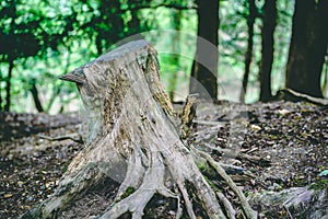 Tree Stump in Forest Close up. Branches and Trees. off centre