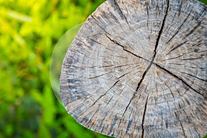 Tree stump on fresh spring green