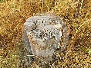 Tree stump with fungus and brown grasses