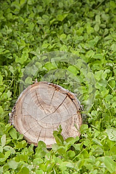 Tree stump on the grass