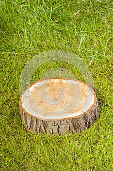 Tree stump on the grass