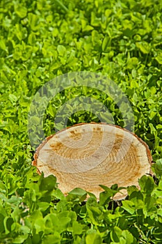 Tree stump on the grass, top view
