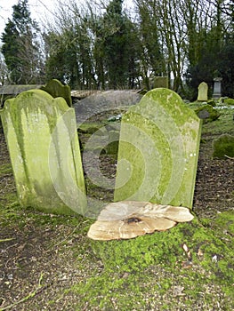 Tree stump in the graveyard.