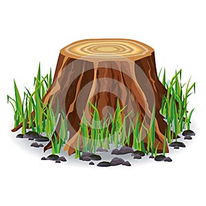 Tree stump with green grass