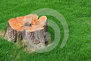 Tree stump and green grass field manage