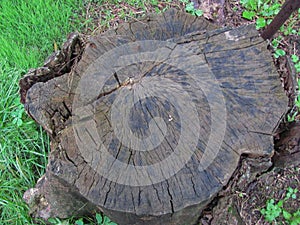 Tree stump in green grass: top view