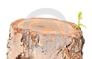 Tree stump