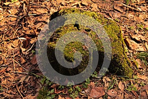 Tree stump in green moss