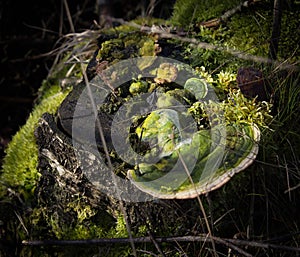 Tree stump with green moss and toadstool