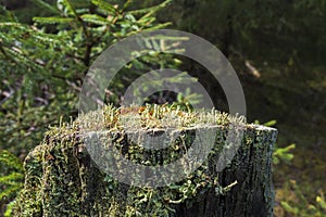 Tree stump with growing trumpet lichen