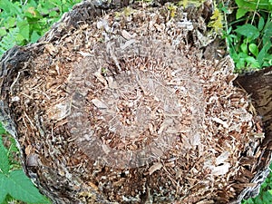 Rotted Tree Stump cut down