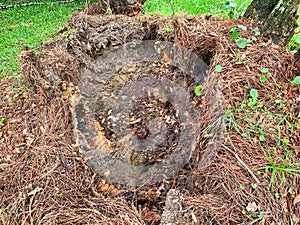 Tree stump hole in the ground