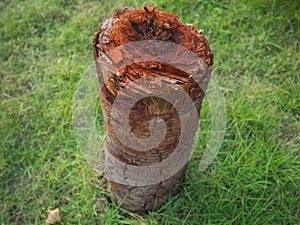 Tree stump isolate with green grass background