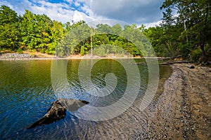 Tree stump in Lake Wylie, at McDowell Nature Preserve, in Charlotte, North Carolina.