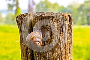 Tree stump with a land snail attached to bark with blurry shiny light green background