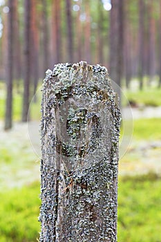 Tree stump with lichen