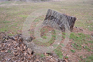 Tree Stump Removal Lumberjack Service photo