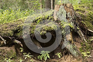 Tree stump
