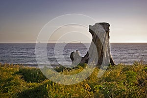 Tree Stump Looking Out to Sea