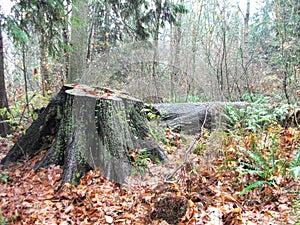 a tree stump in the middel of the park