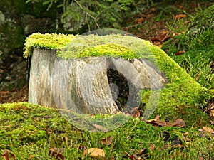 Tree stump with moss
