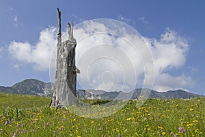 Tree stump in the mountains