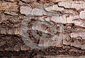 tree stump, natural background, close up