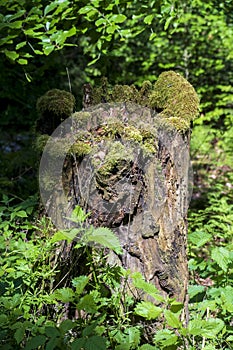 Tree stump overgrown with moss looks like an elven forest
