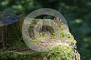 Tree stump overgrown with moss looks like an elven forest