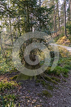 Tree stump overgrown with moss stands at a fork in the road in Black Forest