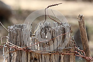 Tree Stump Post