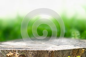 Tree stump for product display montages. Natural background.