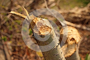 Tree stump recently chewed by a beaver.