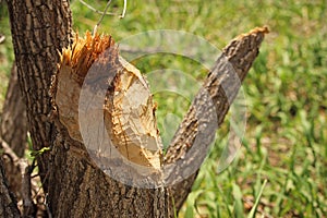 Tree stump recently chewed by a beaver.