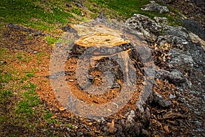 Tree stump from recently cut tree surrounded by orange sawdust and roots -selective focus