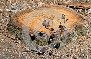 Tree stump with regrowth and sunning lizard