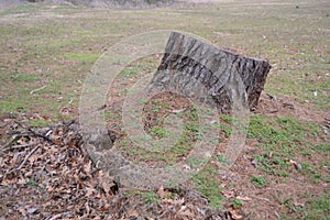 Tree Stump Removal Lumberjack Service