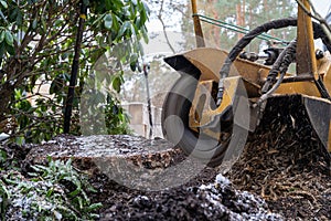 Tree stump removing process with yellow stump grinder photo