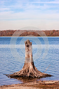 Tree Stump in Reservoir Lake