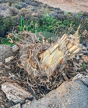 Tree stump after road side tree has been cutdown and then extracted after it has overgrown damaging pavements