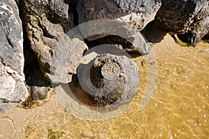 Tree Stump in Rock: River's Edge