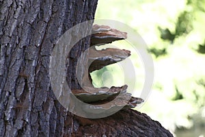 Tree stump, root with mushroom