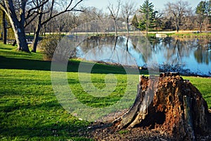 Tree Stump photo