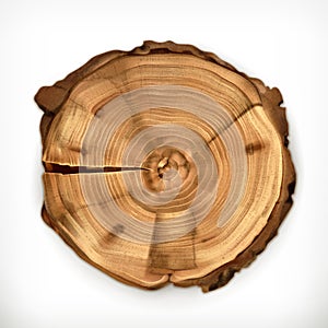 Tree stump, round cut with annual rings photo